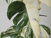 Monstera Albo - nuotraukos Nr. 3