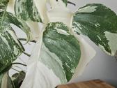Monstera Albo - nuotraukos Nr. 4