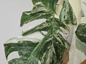 Monstera Albo - nuotraukos Nr. 5