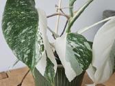 Monstera Albo - nuotraukos Nr. 6