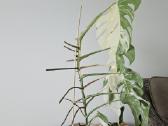 Monstera Albo - nuotraukos Nr. 7