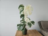 Monstera Albo