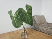 Philodendron Gloriosum karpinys