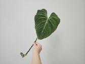 Philodendron Gloriosum karpinys - nuotraukos Nr. 4