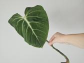 Philodendron Gloriosum karpinys - nuotraukos Nr. 5