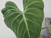 Philodendron Gloriosum karpinys - nuotraukos Nr. 6