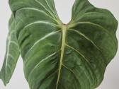 Philodendron Gloriosum karpinys - nuotraukos Nr. 7