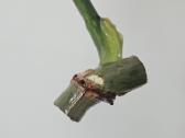 Philodendron Gloriosum karpinys - nuotraukos Nr. 2