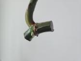 Philodendron Gloriosum karpinys - nuotraukos Nr. 3