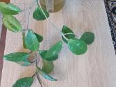 Vaškuolės (#Hoya) - nuotraukos Nr. 28