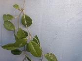 Vaškuolės (#Hoya) - nuotraukos Nr. 29