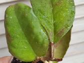 Hoya (vaškuolių)assorti. - nuotraukos Nr. 5