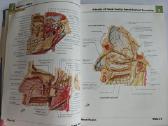 Frank Netter - Atlas of Human Anatomy - nuotraukos Nr. 5