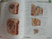 Frank Netter - Atlas of Human Anatomy - nuotraukos Nr. 6