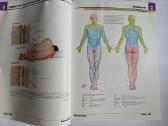 Frank Netter - Atlas of Human Anatomy - nuotraukos Nr. 7