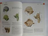 Atlas of Anatomy - Head and Neuroanatomy - nuotraukos Nr. 7