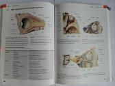 Atlas of Anatomy - Head and Neuroanatomy - nuotraukos Nr. 9