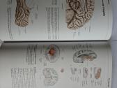 Atlas of Anatomy - Head and Neuroanatomy - nuotraukos Nr. 10