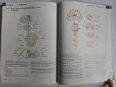 Atlas of Anatomy - Head and Neuroanatomy - nuotraukos Nr. 11