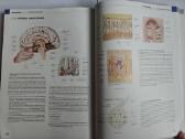 Atlas of Anatomy - Head and Neuroanatomy - nuotraukos Nr. 12