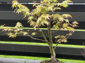 Acer palmatum bonsai/formuojamas japoniškas klevas