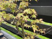 Acer palmatum bonsai/formuojamas japoniškas klevas - nuotraukos Nr. 2