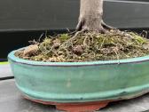 Acer palmatum bonsai/formuojamas japoniškas klevas - nuotraukos Nr. 3
