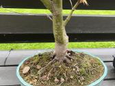 Acer palmatum bonsai/formuojamas japoniškas klevas - nuotraukos Nr. 4