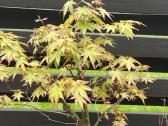 Acer palmatum bonsai/formuojamas japoniškas klevas - nuotraukos Nr. 5