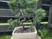 Kadagys Juniper bonsai mažame šviesiame vazone