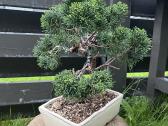 Kadagys Juniper bonsai mažame šviesiame vazone - nuotraukos Nr. 2