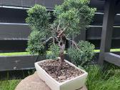 Kadagys Juniper bonsai mažame šviesiame vazone - nuotraukos Nr. 3