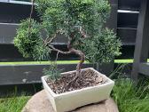 Kadagys Juniper bonsai mažame šviesiame vazone - nuotraukos Nr. 4