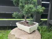 Kadagys Juniper bonsai mažame šviesiame vazone - nuotraukos Nr. 5