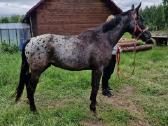 Apaloosa kumelė 3 m.