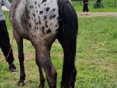 Apaloosa kumelė 3 m. - nuotraukos Nr. 2