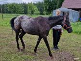 Apaloosa kumelė 3 m. - nuotraukos Nr. 3