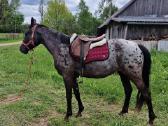 Apaloosa kumelė 3 m. - nuotraukos Nr. 4
