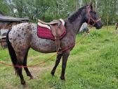 Apaloosa kumelė 3 m. - nuotraukos Nr. 5