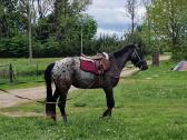 Apaloosa kumelė 3 m. - nuotraukos Nr. 6