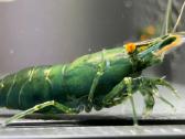 Dark Green Jade Oe „Green Demon" - Neocaridina - nuotraukos Nr. 2