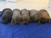 Cane Corso veislės šuniukai - nuotraukos Nr. 3