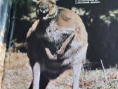 Albumas Australijos gyvūnai - nuotraukos Nr. 5