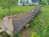Guoba medis skersmuo 80 cm ilgis iki sakotos 5m - nuotraukos Nr. 2