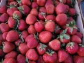 Lenkiškų braškių didmeninė prekyba - nuotraukos Nr. 5