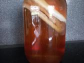 Arbatos grybas – Kombucha. - nuotraukos Nr. 3