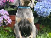 Dobermano šuniukai