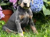 Dobermano šuniukai - nuotraukos Nr. 4