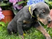 Dobermano šuniukai - nuotraukos Nr. 6