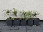 Himalajinė pušis Pinus griffithii (wallichiana)